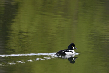 A migratory Common Goldeneye (Bucephala clangula) crosses Reflections Lake, Alaska.