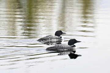 A pair of migratory Common Loons (Gavia immer) swim along the surface of Reflections Lake, Alaska.