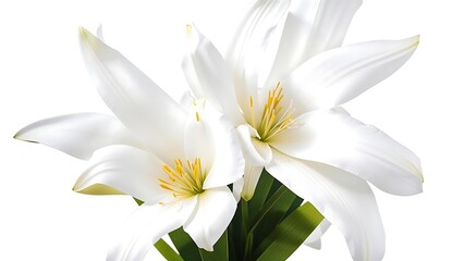 Fototapeta premium White lillie close up