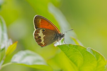 Gros plan sur un papillon Coenonympha pamphilus 
