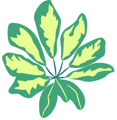 Tropical Botanical leaves