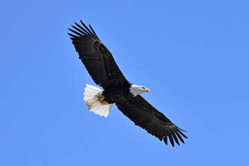 American bald eagle in flight