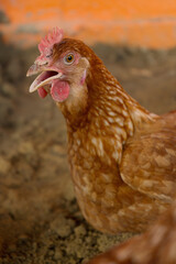 Close-up photo of a red chicken on a farm.