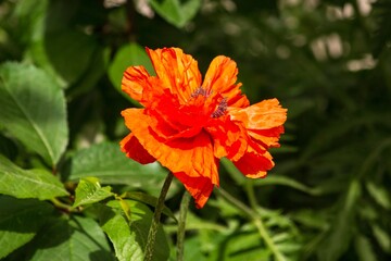 Red garden poppies close up