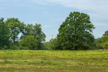 Summer landscape with meadow and bird