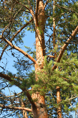 Pine tree against the sky.