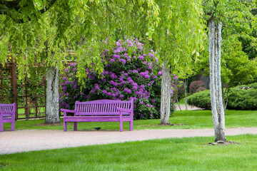purple bench and flowers in the park