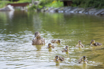 Family of ducks swimming in the lake. Selective focus.