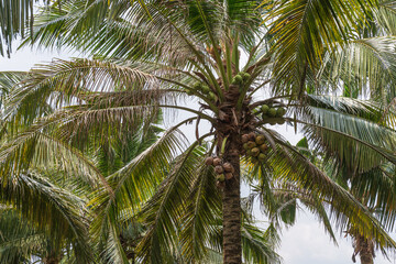 Canopy of a coconut palm tree with green coconuts and lush fronds. Bright daylight highlights the vibrant tropical foliage, perfect for nature and exotic destination themes.