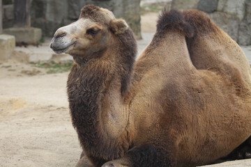 camel in the zoo