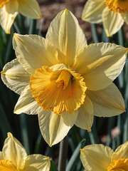 daffodil © minghung