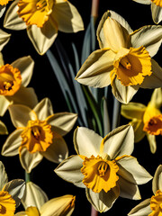Obraz premium daffodil