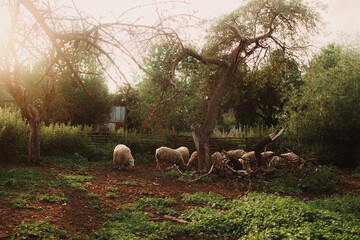 Domestic sheep stand near a wooden shelter. Sheep in a barn on an eco-farm located in the...