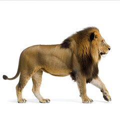 Obraz premium lion panthera leo 8 years