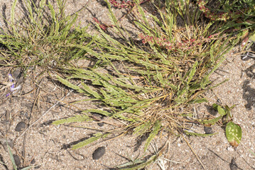 Catapodium marinum, erba della felce marina
