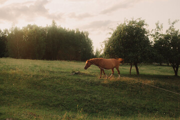 Domestic horse grazing in a pasture. Landscape field with grass and trees on the horizon. Solitude...