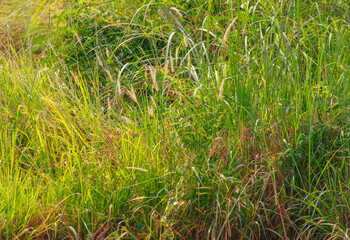 Herbaceous plants as a background. Texture