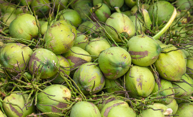 Harvest of green coconut nuts as background