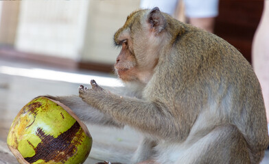 A monkey eats a coconut