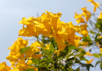 Beautiful yellow flowers on a tree in the tropics