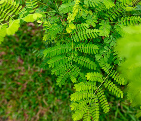 Green leaves on a tree branch in the park