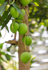 Green mango fruits on a tree in the tropics