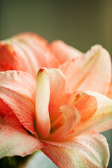pink amaryllis in the vase