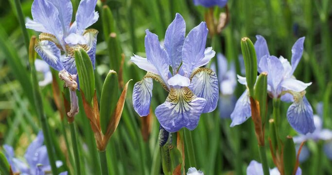 (Iris sibirica) Siberian Iris 'Perry's Blue' or Siberian flag. Sky blue flowers made up of upright fine petals and lower veined petals marked to mid of white and gold flashes on stems 