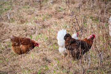 ...chicken on the organic farm