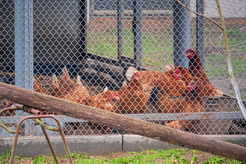 chickens in a cage on a farm © Maksim Shebeko