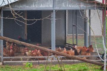 chickens in a cage on a farm © Maksim Shebeko