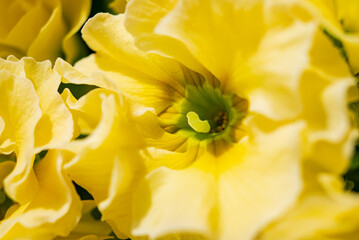 yellow primrose in the pot