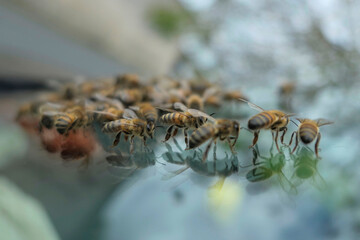Essaimage: abeilles sur le pare brise d'une voiture