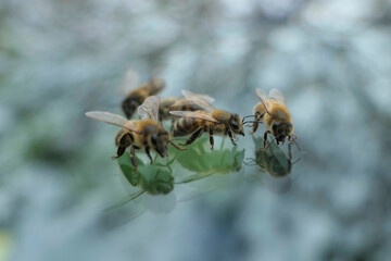 Essaimage sur le pare brise d'une voiture