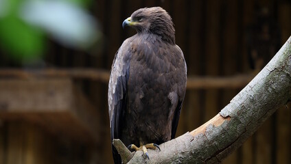 Eagle in the zoo