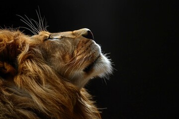 a close up of a lion's face on a black background