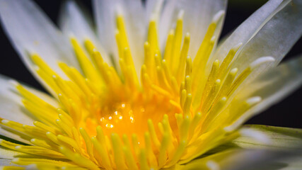 Closeup of white, purple flowers and yellow stamens of Nymphaea stellata Willd., family name Nymphaeaceae that occurs naturally. © Nipho Pittaya