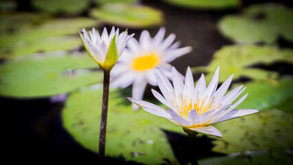 White, purple flowers, yellow stamens of Nymphaea stellata Willd., family name Nymphaeaceae, that occurs naturally. © Nipho Pittaya