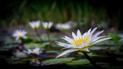 White, purple flowers, yellow stamens of Nymphaea stellata Willd., family name Nymphaeaceae, that occurs naturally.