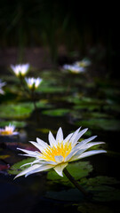 White, purple flowers, yellow stamens of Nymphaea stellata Willd., family name Nymphaeaceae, that occurs naturally. © Nipho Pittaya