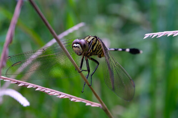 Photography of a dragonfly perched on a weed. Macro shot of a dragonfly in the wild. Graphic Resources. Animal Themes. Animal Closeup. Nature Photography Concept. Shot in macro lens