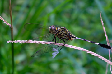 Photography of a dragonfly perched on a weed. Macro shot of a dragonfly in the wild. Graphic Resources. Animal Themes. Animal Closeup. Nature Photography Concept. Shot in macro lens