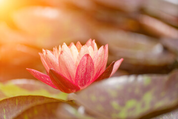 Pink lotus water lily flower in pond, waterlily with green leaves blooming