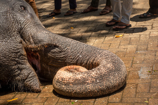 the sigth of the sleeping elephant is amazing.