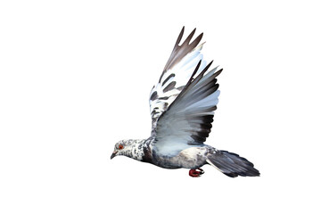 Beautiful flying pigeon isolated on transparent background png file