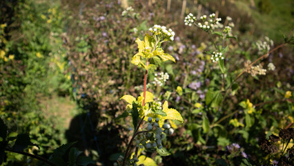 Aristeguietia close-up view of a plant with green and yellow leaves and small white flowers, surrounded by various other plants. The plant in focus has a red stem, and its leaves appear to be slightly