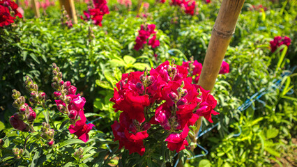 Poinsettia display of red flowers, likely roses, blooming amidst lush green foliage under bright sunlight. The flowers are in full bloom, displaying their intricate petal structures and rich coloratio