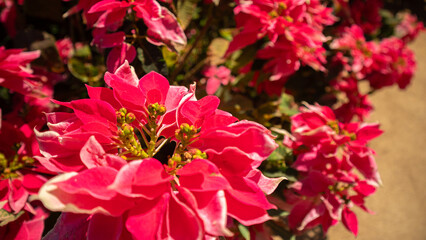 Poinsettia lose-up of a bright pink flower illuminated by sunlight. full bloom, basking under the sunlight. The flower’s bright pink bracts are spread out, revealing the small green and yellow flowers