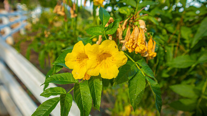 panoramic view of a hilly landscape under a clear blue sky. The foreground features lush greenery, indicating a forested area. As the view extends, rolling hills covered in patches of green and brown 