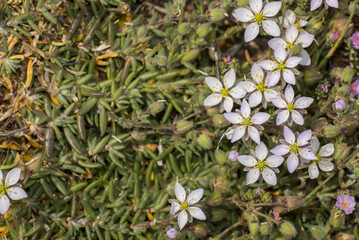 spergularia macrorhiza